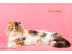 Adopt SweetPea a Persian