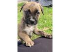 Adopt Willow a Anatolian Shepherd