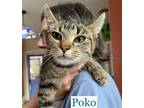 Adopt Poko a Domestic Short Hair