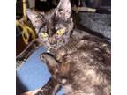 Adopt Adira a Domestic Short Hair