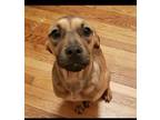Adopt Lilac-Reeses a Labrador Retriever, Pit Bull Terrier