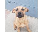 Adopt Yellow-Kit Kat a Labrador Retriever, Pit Bull Terrier