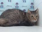 Adopt Buvies a Domestic Long Hair, Maine Coon