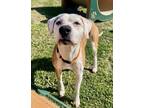 Adopt Sidney a Pit Bull Terrier, Mixed Breed