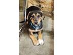 Adopt Gracie a Beagle