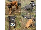 Adopt Caishen, Mai King, Betty Boop & Mei Lein a American Bully, Black Mouth Cur