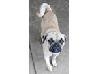 Adopt Sandy a Pug