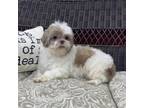 Adopt Baby Ruth a Shih Tzu