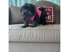 Adopt Jules a Shih Tzu