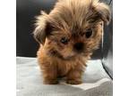 Shih Tzu Puppy for sale in Monterey, TN, USA