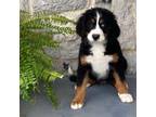 Bernese Mountain Dog Puppy for sale in Millerstown, PA, USA