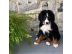 Bernese Male #5