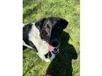 Adopt Jessie a Labrador Retriever, Mixed Breed