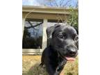 Adopt Patty a Cattle Dog, Mixed Breed