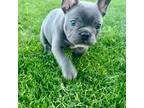 French Bulldog Puppy for sale in Dallas, TX, USA