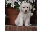 Golden Retriever Puppy for sale in Godwin, NC, USA