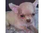 Chihuahua Puppy for sale in Pembroke Pines, FL, USA