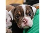 Bulldog Puppy for sale in Greenville, SC, USA