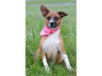 Adopt Sandy - Adoptable a Shepherd, Mixed Breed