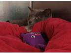 Adopt Sade a Russian Blue