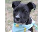 Adopt Delilah a Catahoula Leopard Dog