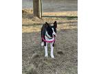 Adopt Figgy Pudding a Bull Terrier, Mixed Breed