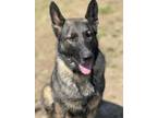 Adopt Tikah a German Shepherd Dog, Mixed Breed