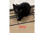 Adopt Vera a Domestic Short Hair