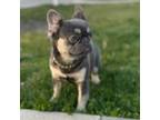 French Bulldog Puppy for sale in Quincy, IL, USA