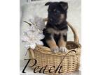 Adopt Peach a German Shepherd Dog