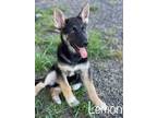 Adopt Lemon a German Shepherd Dog