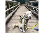 Adopt Valley a Husky