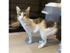Adopt Ivory a Domestic Short Hair