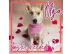 Adopt Olga a Husky