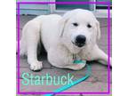 Adopt Starbuck a Great Pyrenees