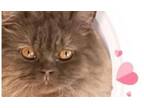 Adopt Cynna a Exotic Shorthair