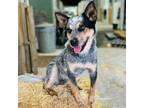 Adopt MILLIE a Australian Cattle Dog / Blue Heeler