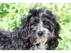Adopt FERGI a Bernedoodle, Bernese Mountain Dog