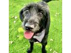 Adopt Reva a Standard Poodle, Black Labrador Retriever