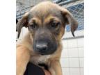 Adopt Avery a Shepherd