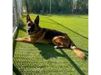 Adopt Chica a German Shepherd Dog
