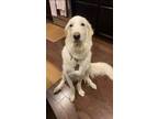 Adopt Halle a Great Pyrenees, Borzoi