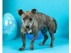 Adopt Pam a Dachshund, Pit Bull Terrier