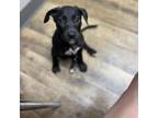 Adopt Mollie a Black Labrador Retriever, Mixed Breed