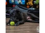 Adopt Mollie a Black Labrador Retriever, Mixed Breed