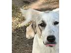 Adopt Misty a Great Pyrenees, Anatolian Shepherd