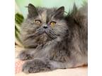 Adopt Chanel a Persian