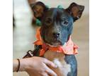 Adopt Corrie a American Staffordshire Terrier, Mixed Breed