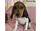Adopt Phoebe a Beagle