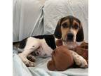 Adopt Penny a Beagle